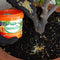 Evergreen Garden Care Pots Planters and Indoors Controlled Release Fertiliser, 700g