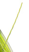 Greenworks 0.080" 200-Foot Twisted String Trimmer Line