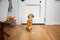BKSAI Door Draft Stopper for Doors No Adhesive Draught Excluder Under Door Wind Blocker for Bottom of Door,Reduce Noise Draught Excluder Sweep Sound Proof