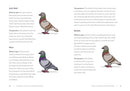 A Pocket Guide to Pigeon Watching: Getting to Know the World's Most Misunderstood Bird