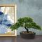 U/S Bonsai Tree, Fake Plants Ceramic Potted Tree Artificial Japanese Cedar Bonsai Tree Decoration for Home Desk Office Bathroom Kitchen Farmhouse Indoor/Outdoor (Bonsai Tree