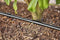 Gardena Micro-Drip-System Irrigation Line 1.6 l/h, above-ground and underground (50 m): Extension pipe for water-saving irrigation system, simple & flexible connection technology (13504-20)