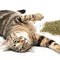 SmartyKat Organic Catnip for Cats & Kittens, Resealable Pouch - 1 Ounce