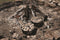 Lodge L10DCO3 Cast Iron Deep Camp Dutch Oven, Pre-Seasoned, 5-Quart