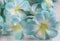 1 Set of 20 LED Tropical Blue Frangipani Flower Battery 3m String Lights Christmas Gift Home Wedding Beach Party Decoration Outdoor Table Centrepiece