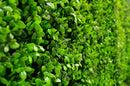 Deluxe Buxus Panels UV Stabilised 1m X 1m