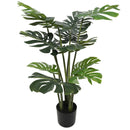 Split Philodendron (Split Leaf) 120cm