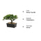U/S Bonsai Tree, Fake Plants Ceramic Potted Tree Artificial Japanese Cedar Bonsai Tree Decoration for Home Desk Office Bathroom Kitchen Farmhouse Indoor/Outdoor (Bonsai Tree