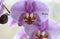 Kew Gardener's Guide to Growing Orchids: The Art and Science to Grow Your Own Orchids: Volume 6