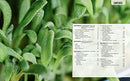 Home Hydroponics: Small-space DIY growing systems for the kitchen, dining room, living room, bedroom, and bath