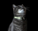 Rogz Glowcat Glow in the Dark Reflective Safeloc Cat Collar Black Small