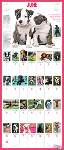 365 Puppies-A-Year Picture-A-Day Wall Calendar 2024: Absolutely Spilling Over With Puppies