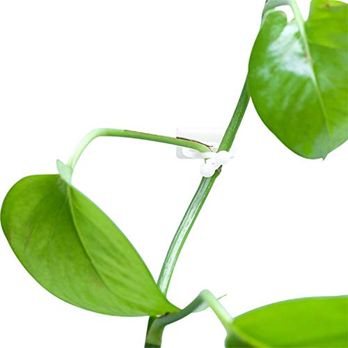 100PCS Plant Climbing Wall Fixture Clips, Invisible Wall Vines Fixture Wall Sticky Hook, Plant Fixer Self-Adhesive Hook Plant Vine Traction Wall Sticky Hook Vines Fixing Clip Vines Holder