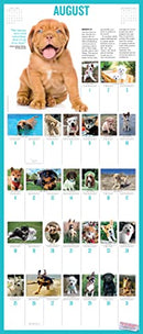 365 Puppies-A-Year Picture-A-Day Wall Calendar 2024: Absolutely Spilling Over With Puppies