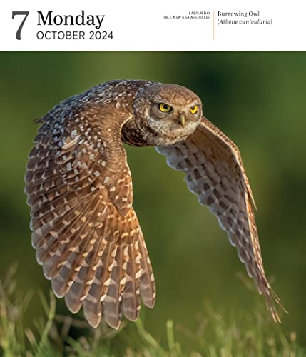 Audubon Birds Page-A-Day Gallery Calendar 2024: Hundreds of Birds, Expertly Captured by Top Nature Photographers