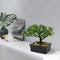 U/S Bonsai Tree, Fake Plants Ceramic Potted Tree Artificial Japanese Cedar Bonsai Tree Decoration for Home Desk Office Bathroom Kitchen Farmhouse Indoor/Outdoor (Bonsai Tree #02)