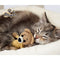 Alopet 162cm Wooden Cat Tree with Ladder, Cat Condo and Scratching Post Cat Tower