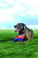 ChuckIt! Flying Squirrel Spinning Dog Toy, (Orange/Blue), Multicolor, Medium (10 in x 10 in) (0511300)