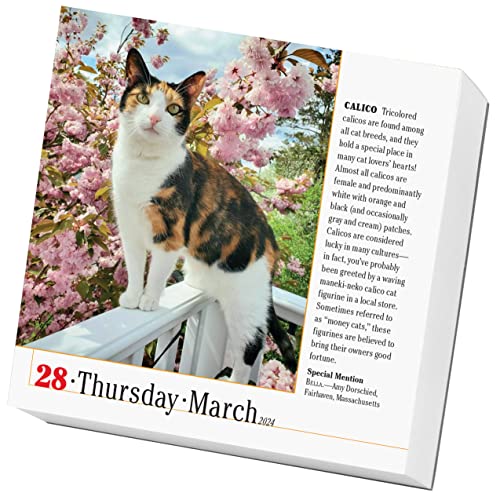 365 Cats Page-A-Day Calendar 2024: The World's Favorite Cat Calendar