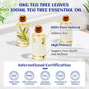 HIQILI Tea Tree Essential Oil (100 ML),100% Pure Organic Therapeutic Grade for Toenail Fungus,Hair Damage,Skin Problems,Add to Shampoo,Body Wash, Rythparfum - 3.38 Fl. Oz