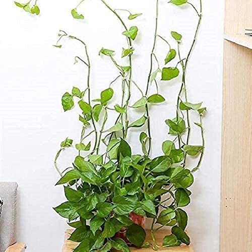 Plant Climbing Wall Fixture Clips Plant Fixer Self-Adhesive Hook Plant Vine Traction Invisible Wall Vines Fixture Wall Sticky Hook Vines Fixing Clip Vines Holder