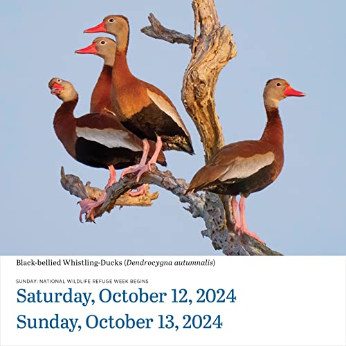 Audubon Birds Page-A-Day Calendar 2024: The World's Favorite Bird Calendar