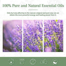 PHATOIL Lavender Essential Oil 100ML, Lavender Essential Oils for Diffuser, Humidifier, Aromatherapy, DIY Candle and Scented Products Making (Lavender, 100ml)