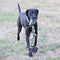Youngever 6 Pack Dog Rope Toys, Puppy Chew Toys Dog Toys for Medium to Large Dogs