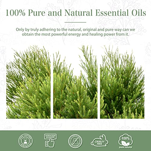 PHATOIL Tea Tree Essential Oil 100ML, Essential Oils for Diffuser, Humidifier, Aromatherapy, DIY Candle and Scented Products Making (Tea Tree, 100ml)