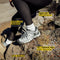 KEEN Female Targhee III WP Weiss Boysenberry Size 8.5 US Hiking Shoe