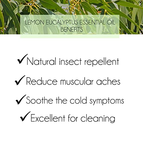 Pure Lemon Eucalyptus Essential Oil 10ml For Insect Repellent, Reed Diffuser. Candle Making, Eucalyptus citriodora