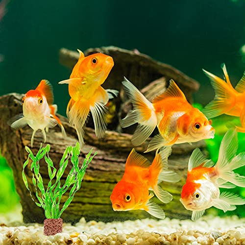 POPETPOP Water Plant Fixed Rings Fish Tank Accessories- 10Pcs Aquarium Plant Holder Aquarium Decor Holder for Fish Tank Aquarium Decoration Fish Tank Plants Rings