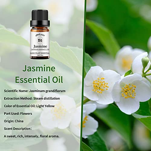 yethious Jasmine Lavender Essential Oil Set 100% Organic Pure for Jasmine Essential Oil for Diffuser & Aromatherapy Lavender Oil 2 Pack