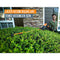 WORX 20V Cordless Pole Hedge Trimmer with POWERSHARE 2Ah Battery and Charger - WG252E