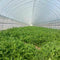 6/10M Garden Netting Crops Plant Protect Mesh Bird Net Insect Animal Vegetables (6X 2.5 Meters)