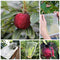 50 PCS Fruit Protection Net Bags with Drawstring - Garden Plants Cover Mesh Netting - Reusable Nylon Bird Insect Bird Barrier Screen - Mesh Wrap for Protecting Vegetables Fruit Flowers (6 x 10 in)