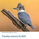 Audubon Birds Page-A-Day Calendar 2024: The World's Favorite Bird Calendar