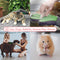 Zenify Pets Hair Grooming Glove Mitt for Deshedding Fur Removal from Pet Cats, Kittens, Rabbits, Guinea Pigs, Dogs, Puppies (Green (Right Handed))