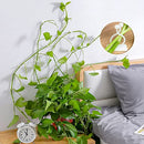 Plant Climbing Wall Fixture Clips Plant Fixer Self-Adhesive Hook Plant Vine Traction Invisible Wall Vines Fixture Wall Sticky Hook Vines Fixing Clip Vines Holder