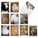 10 Cat-Themed Note Cards with Envelopes, Assorted 'Square Cats' Blank Greeting Cards, All-Occasion Kitten Stationery for Baby Showers, Congratulations, Thank Yous 4 x 5.12 inch M4623OCB-B1x10