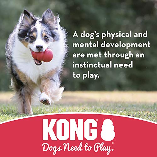 KONG - Puppy Flyer - Teething Rubber, Flying Disc Dog Toy (Assorted Colours) - for Small Puppies