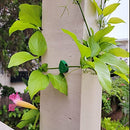 100Pcs Plant Climbing Wall Fixture Clips Climbing Plant Wall Clips Vine Clips for Climbing and Hanging Plants (Green)