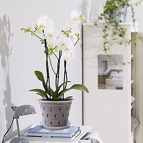 Lanccona Orchid Pot, 7 Inch 8 Pack Orchid Pots with Holes and Saucers, Clear Plastic Plant Pot Indoor