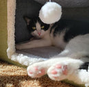 Mofish Cat Beds for Indoor Cats House,Large Pet Cat Cube House Foldable with Ball Hanging and Scratch Pad,Soft and Self Warming Cat Cando Cave & Furniture,Kitten Shelter with Warm Plush Bed (Grey)