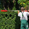 SHOGUN Pole Hedge Trimmer Cordless Electric Extendable Long Reach Telescopic Handle Garden Tool Fast Charger 20V