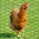 SATINIOR 2 Sheets Chicken Wire Net for Craft Work, Galvanized Hexagonal Wire Mesh (Green,13.7 x 80 Inches)