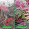 Toolifer Thickened Garden Netting, 10x33FT Garden Netting Pest Barrier for Greenhouse Garden Bed Cover, Durable Garden Mesh Netting Row Cover Protect Plant Fruit Vegetable Flower Crop from Bird Pest