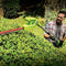 Greenworks 8 Inch 40V Cordless Pole Saw with Hedge Trimmer Attachment 2.0 AH Battery Included PSPH40B210
