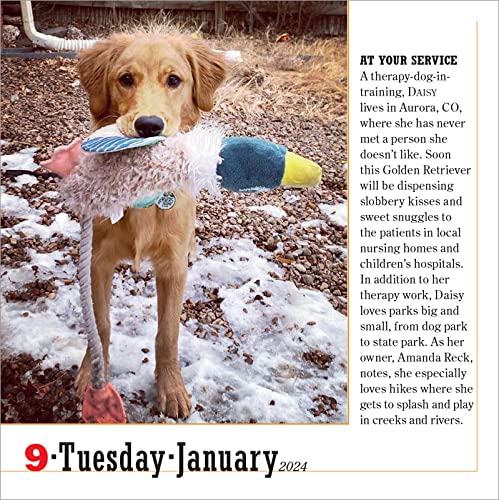 365 Dogs Page-A-Day Calendar 2024: The World's Favorite Dog Calendar