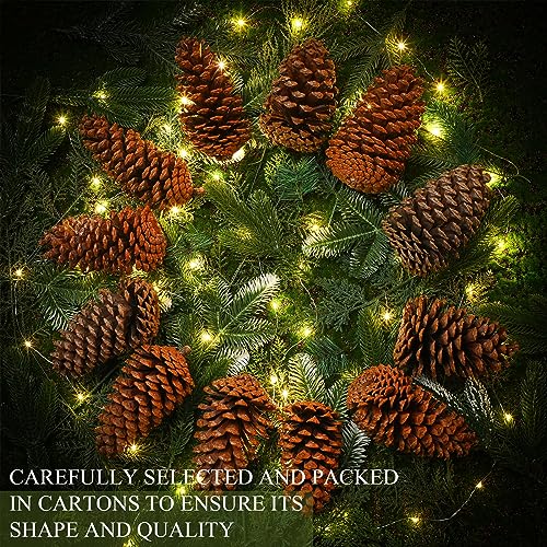 Huwena 12 Pcs PineCones Large Natural Unscented Pine Cones Bulk Rustic Christmas Tree Ornaments Decorative No Chemicals for Crafts DIY Wreath Home Wedding Decoration (5-6 Inches)